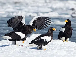 Rausu: Steller's Sea Eagle