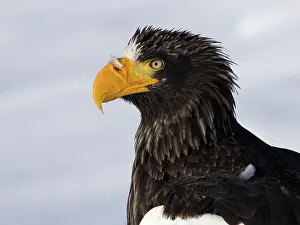 Rausu: Steller's Sea Eagle