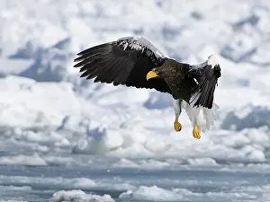 Rausu: Steller's Sea Eagle