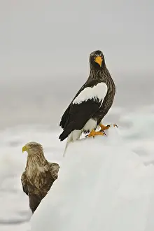 Erne: Steller's Sea Eagle
