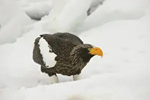 Pelagicus: Steller's Sea Eagle
