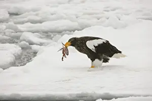 Pelagicus: Steller's Sea Eagle