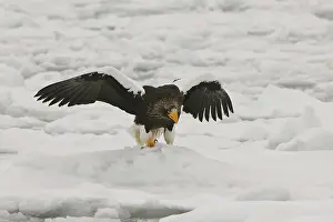 Pelagicus: Steller's Sea Eagle