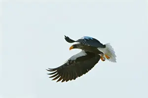 Pelagicus: Steller's Sea Eagle