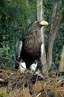 Heavy: Steller's Sea Eagle