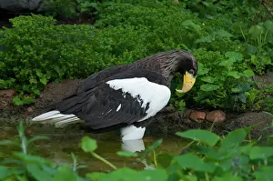 Northeast: Steller's Sea Eagle