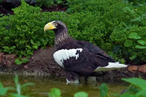 Northeast: Steller's Sea Eagle