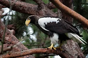 Northeast: Steller's Sea Eagle