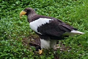 Northeast: Steller's Sea Eagle