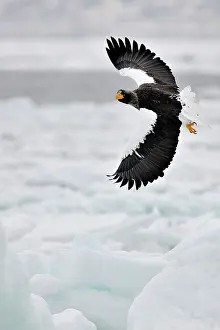 Spreaded: Steller's Sea Eagle
