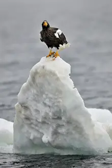 Rausu: Steller's Sea Eagle