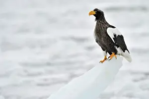 Rausu: Steller's Sea Eagle
