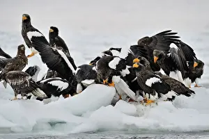 Hokkaido: Steller's Sea Eagle
