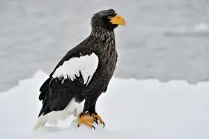 Hokkaido: Steller's Sea Eagle
