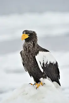 Hokkaido: Steller's Sea Eagle