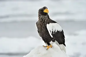 Hokkaido: Steller's Sea Eagle