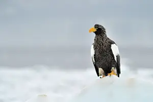 Hokkaido: Steller's Sea Eagle