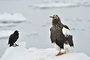 Hokkaido: Steller's Sea Eagle
