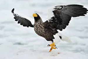 Starting: Steller's Sea Eagle