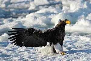 Hokkaido: Steller's Sea Eagle