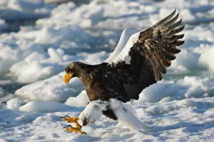 Hokkaido: Steller's Sea Eagle