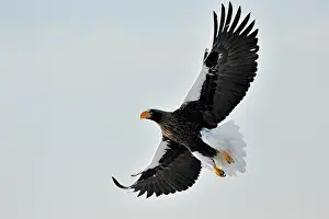Hokkaido: Steller's Sea Eagle
