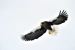 Hokkaido: Steller's Sea Eagle