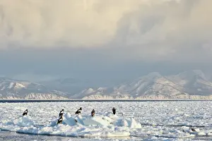 Hokkaido: Steller's Sea Eagle