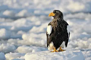 Hokkaido: Steller's Sea Eagle