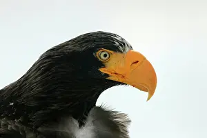 Stellers: Steller's Sea Eagle - close-up of head