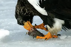 Stellers: Steller's Sea Eagle - feeding