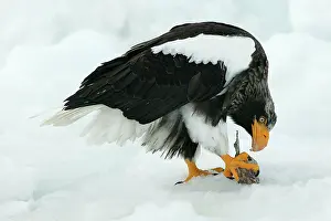 Stellers: Steller's Sea Eagle - feeding