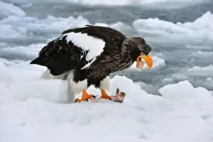 Steller: Steller's Sea Eagle feeding in snow