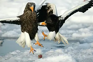 Steller: Steller's Sea Eagle - two fighting over food