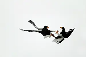 Confronation: Steller's Sea Eagle - two fighting in mid-air