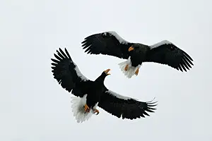 Confronation: Steller's Sea Eagle - two fighting in mid-air