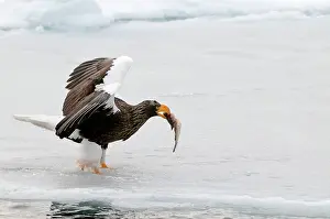 Steller: Steller's Sea Eagle - with fish in bill and wings