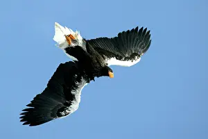 Stellers: Steller's Sea Eagle - in flight