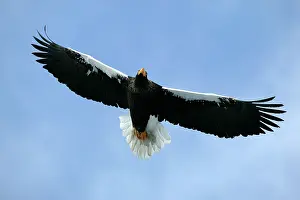 Stellers: Steller's Sea Eagle - in flight