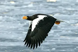 Stellers: Steller's Sea Eagle - in flight