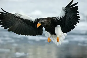 Stellers: Steller's Sea Eagle - in flight