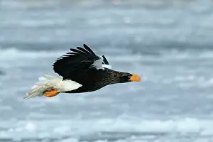 Stellers: Steller's Sea Eagle - in flight