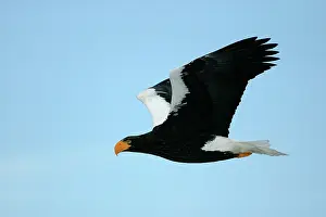 Stellers: Steller's Sea Eagle - in flight