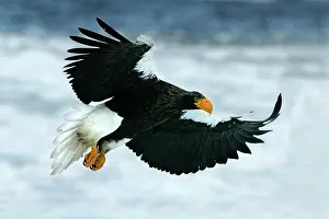 Stellers: Steller's Sea Eagle - in flight