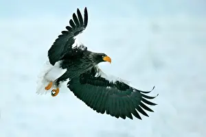 Stellers: Steller's Sea Eagle - in flight