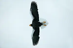 Stellers: Steller's Sea Eagle - in flight