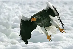 Stellers: Steller's Sea Eagle - in flight