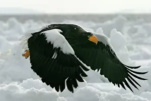 Stellers: Steller's Sea Eagle - in flight