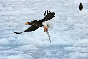Steller: Steller's Sea Eagle in flight with fish prey in snow