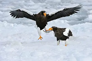 Steller: Steller's Sea Eagle in flight with fish prey in snow